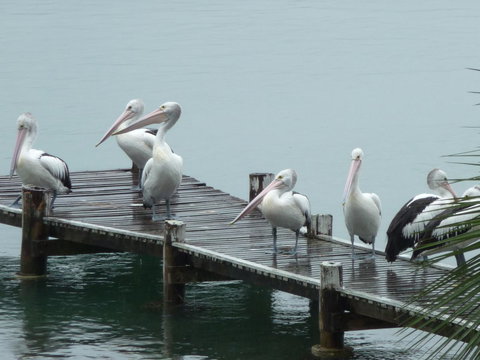 Pelican H2O One & Two Bedroom Apartments - Tourism Adelaide 6