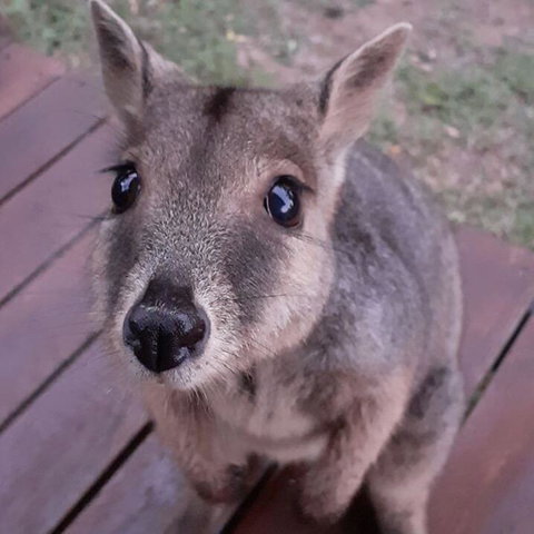 Camp Kanga - Tourism Adelaide 3
