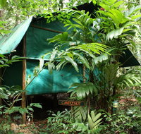 Daintree Crocodylus - Tourism Adelaide