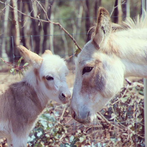 Donkey Tales Farm Cottages - Tourism Adelaide 3