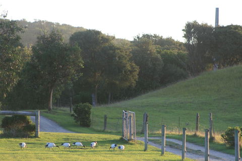 Driftwood Villas - Tourism Adelaide 1