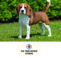 Fig Tree Retro Studio - Tourism Adelaide