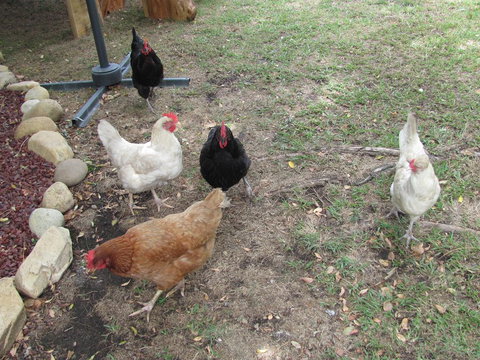 Frog Hollow - Tourism Adelaide 1