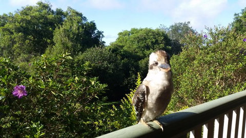 Gumtree House Montville - Tourism Adelaide 3