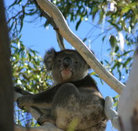 Levi Park Caravan Park - Tourism Adelaide