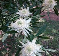 Lyrebird Gully Retreat - Tourism Adelaide