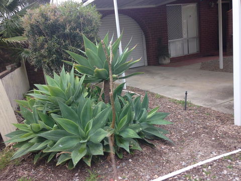 â˜… Stylish Family Home! â˜… - Tourism Adelaide 2