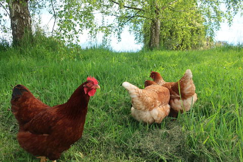 Cherry Top Farmstay - Boutique Eco Village - Tourism Adelaide 8