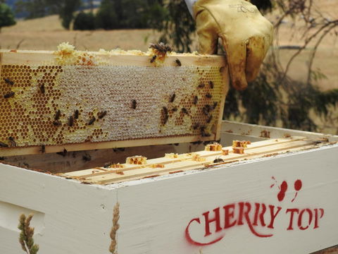 Cherry Top Farmstay - Boutique Eco Village - Tourism Adelaide 28