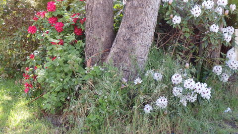 Karoola Cottage Self Contained - Tourism Adelaide 16