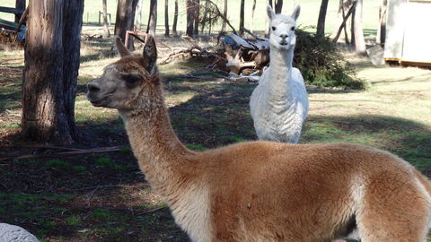 Karoola Cottage Self Contained - Tourism Adelaide 26