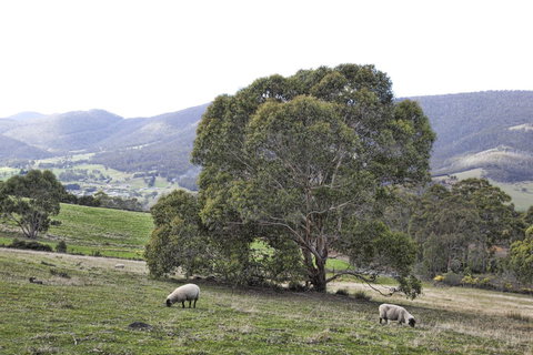 House On The Hill Bed And Breakfast - Tourism Adelaide 16