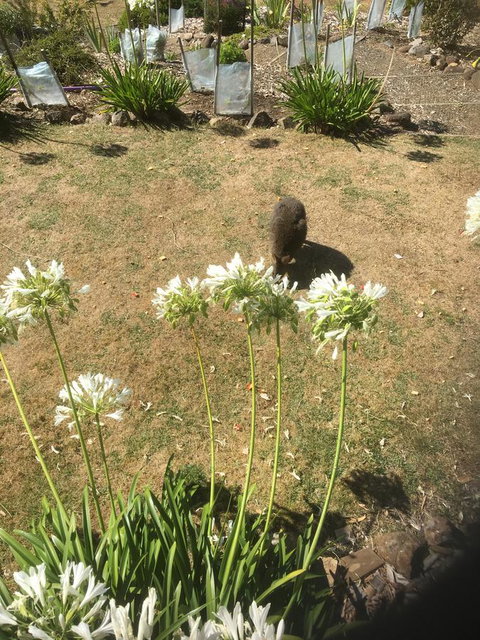 House On The Hill Bed And Breakfast - Tourism Adelaide 10