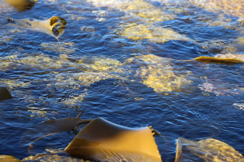 Blu-Sea 365 - Tourism Adelaide 28
