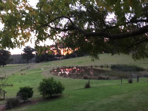 Raynella Alpaca Farmstay - Tourism Adelaide 2