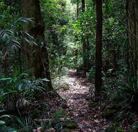 Springbrook Lyrebird Retreat - Tourism Adelaide