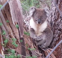 Stringybark Hills Retreat - Tourism Adelaide