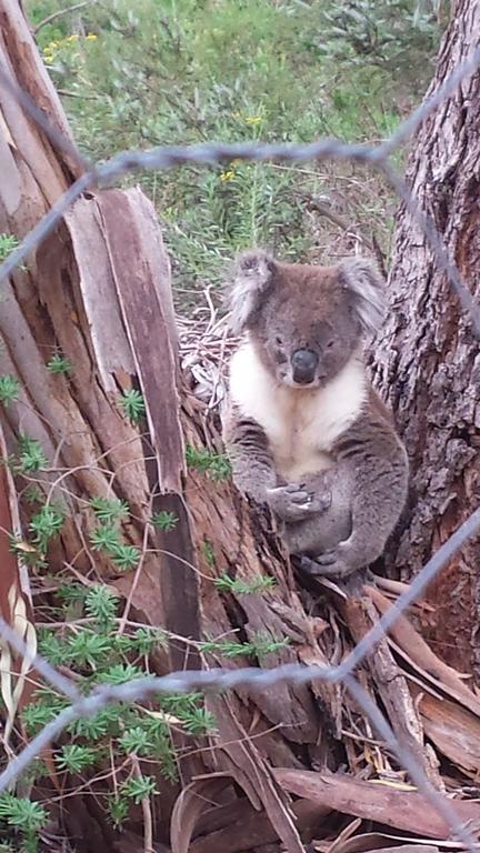 Stringybark Hills Retreat - Tourism Adelaide 0