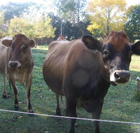 Drumreagh Bed  Breakfast Cabins - Tourism Adelaide