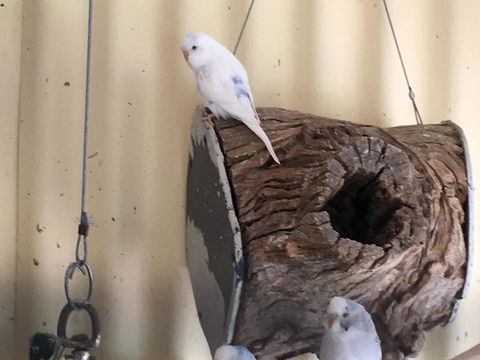Blue Wren Bungalow - Tourism Adelaide 12