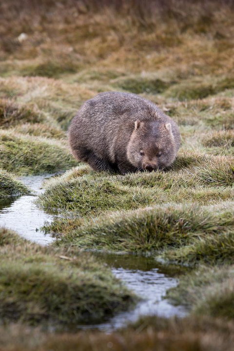 Arthur Riverfront And Sea Lodge Downstream - Tourism Adelaide 40