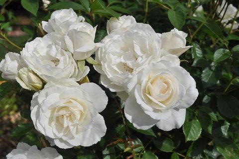 The Mill House Cottage - Tourism Adelaide 14