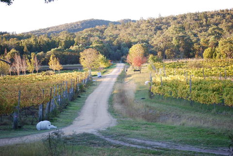 Twisted Gum Vineyard Cottage - Tourism Adelaide 1