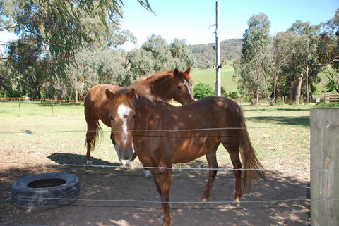 Bluegum Ridge Cottages - Tourism Adelaide 34