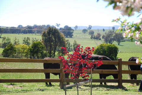 Bluegum Ridge Cottages - Tourism Adelaide 33