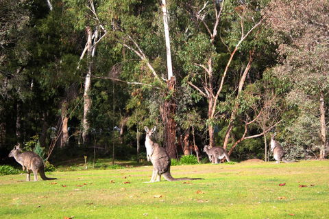 Marwood Villas - Tourism Adelaide 28