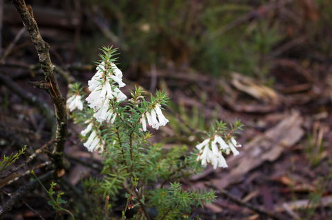 Marwood Villas - Tourism Adelaide 37