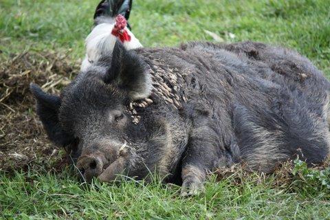 Aspens Springs Farmstay - Tourism Adelaide 26