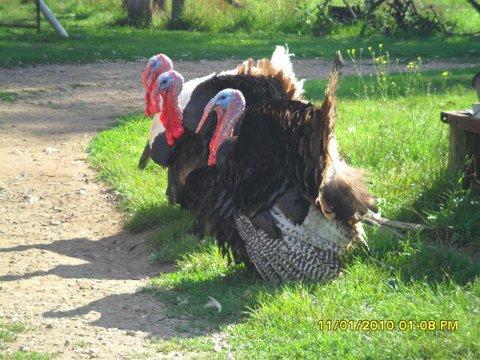 Aspens Springs Farmstay - Tourism Adelaide 23