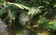 A Daintree Garden - thumb 4