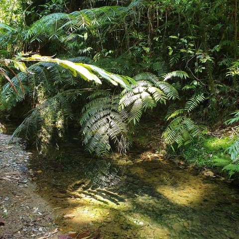 A Daintree Garden - Tourism Adelaide 4