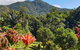 A Daintree Garden - thumb 2