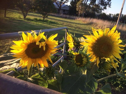 Abington Farm B & B - Tourism Adelaide 4