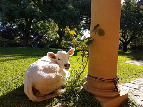 AL RU Farm - Tourism Adelaide 3