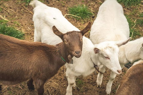 Altitude - A Tiny House Experience In A Goat Farm By Tiny Away - Tourism Adelaide 2