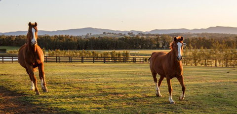 Argentille Boutique Accommodation - Tourism Adelaide 1