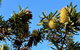 Banksia Tops - thumb 1