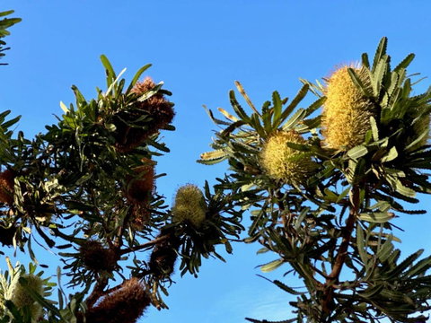 Banksia Tops - Tourism Adelaide 1