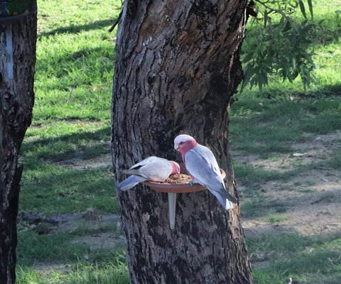 A Stanthorpe Getaway - Tourism Adelaide 2