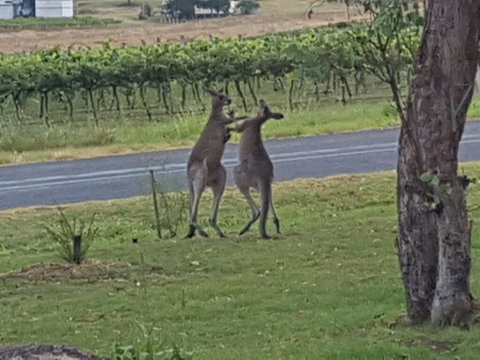 A Stanthorpe Getaway - Tourism Adelaide 3