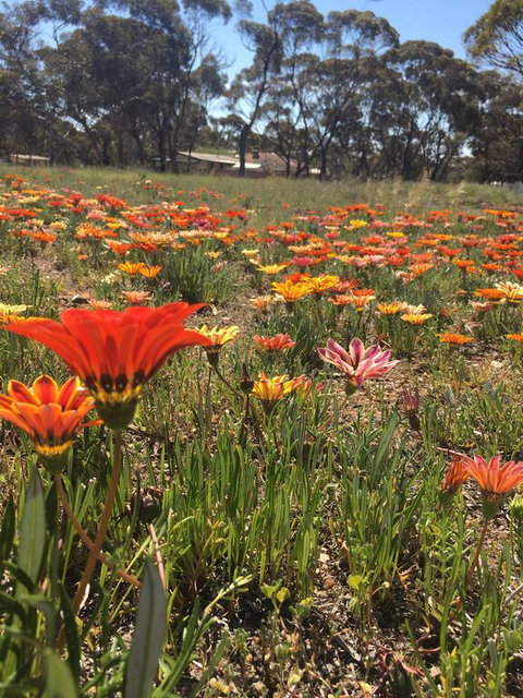 Acclaim Gateway Tourist Park - Tourism Adelaide 2