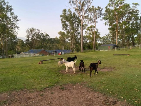 Gemmas Animal Farm By Tiny Away - Tourism Adelaide 2