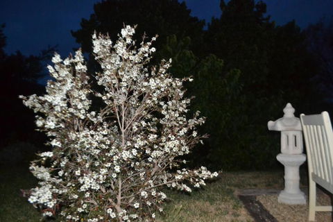 Mulberry Cottage Unique B&B Accommodation - Tourism Adelaide 3