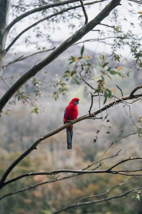 Riverside Cabin 18 Thredbo - Tourism Adelaide 1