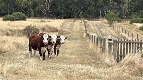Ross Creek Farm Stay - Tourism Adelaide 3