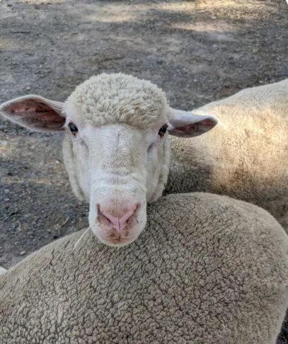 The Buddha Shed - Tourism Adelaide 2